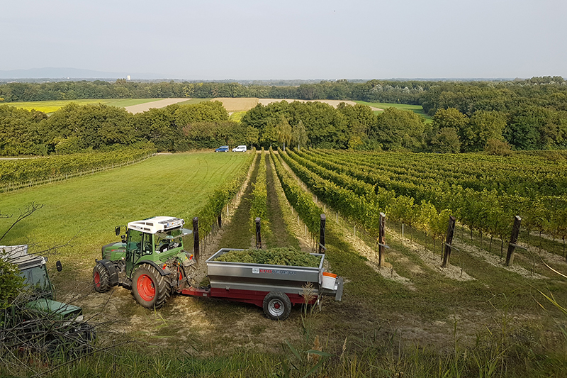 Weingut Tinhof